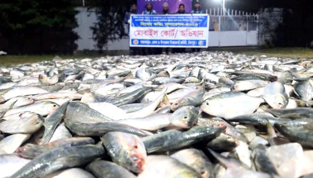 হাইমচরে ট্রলারে থাকা ৮৫ মণ জাটকা জব্দ করেছে জেলা টাস্কফোর্স